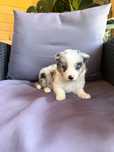 Suczka Border Collie BLUE MERLE