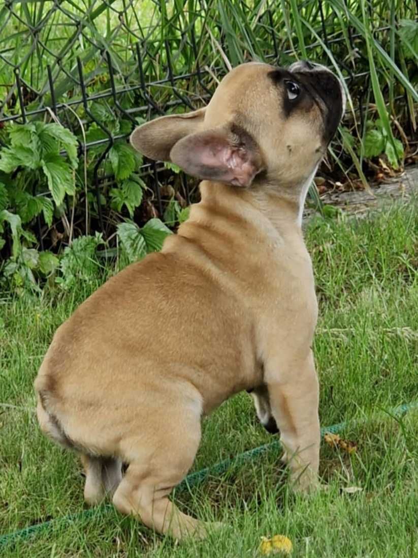 Buldog francuski suczka ZKwP FCI