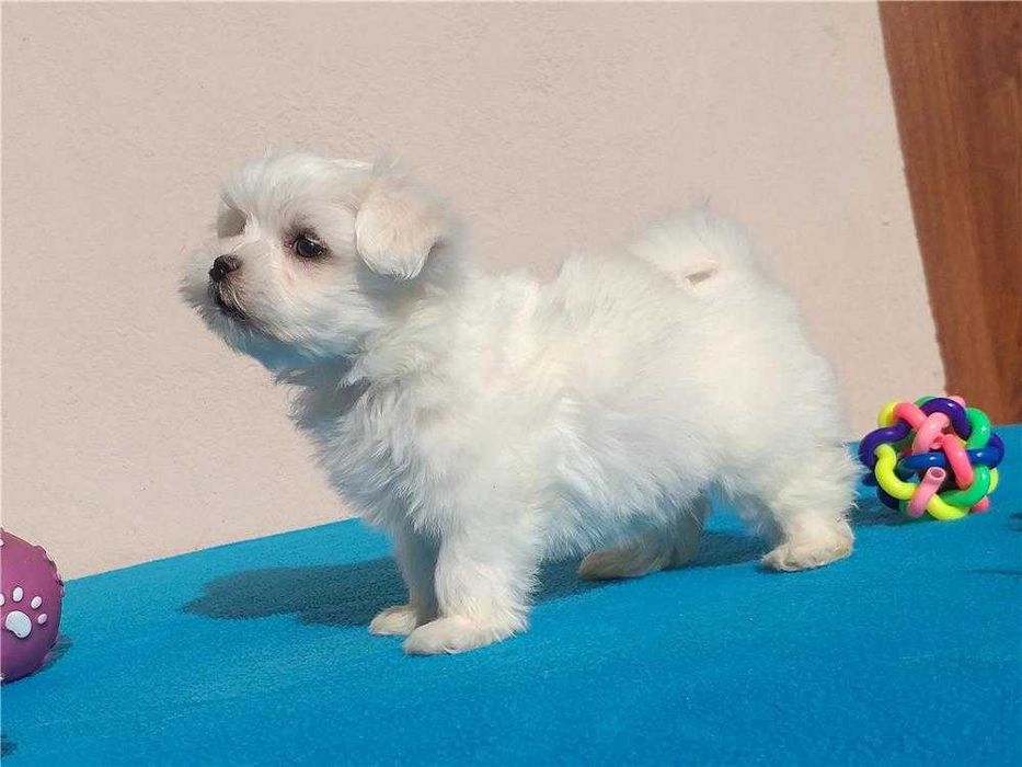 Bichon Maltês disponível