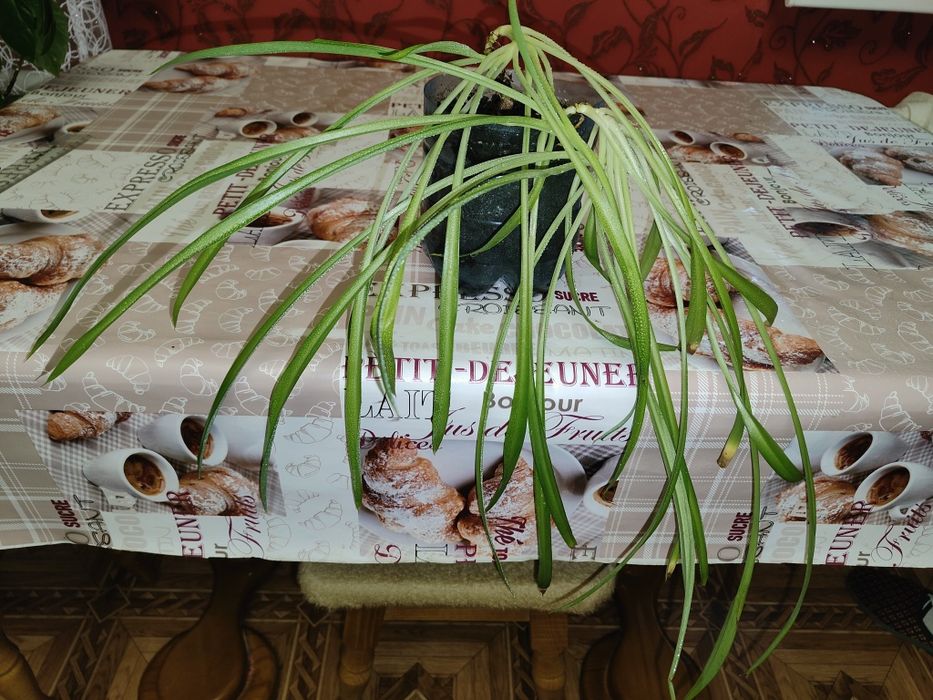 Продам комнатное растение Хлорофитум