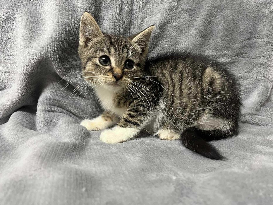 MAŁE kociaki do adopcji! Pyzik, Panek i Psotek szukają domów