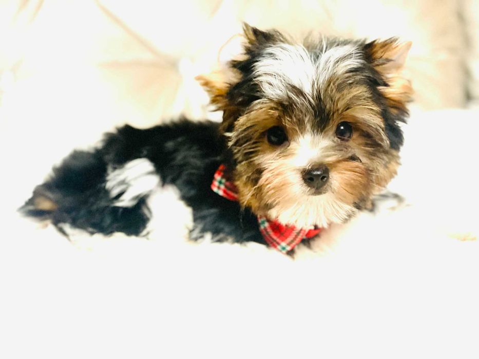 York Biewer - cudeńko malutki luxusowy. Piękna buzia.