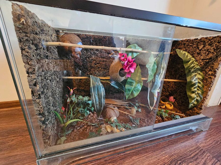 Duże Terrarium szklane z tłem korkowym i wyposażeniem dla Gekona Węża