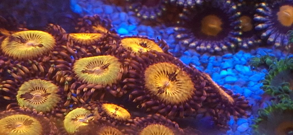 Zoanthus koralowiec morski szczepki
