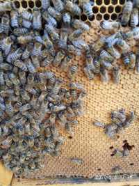 Pszczoły,odkłady pszczele  tegoroczne.