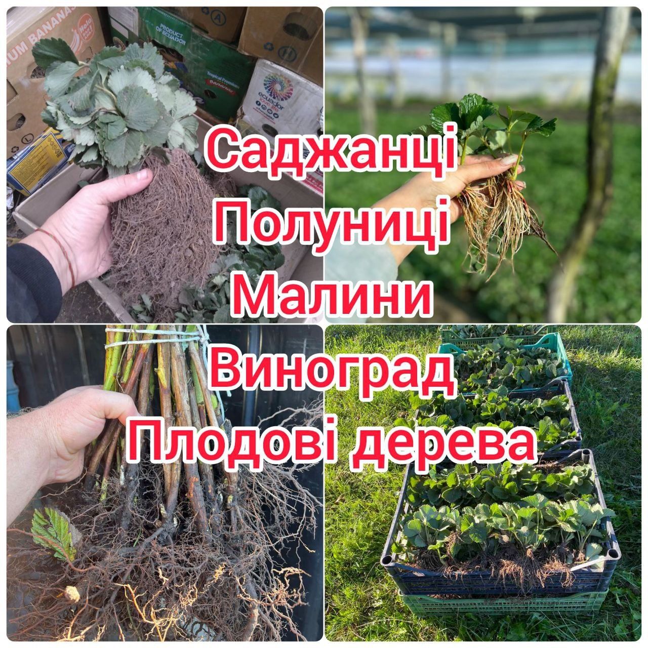 Саженцы клубники, малины, смородины — оптом и в розницу!
