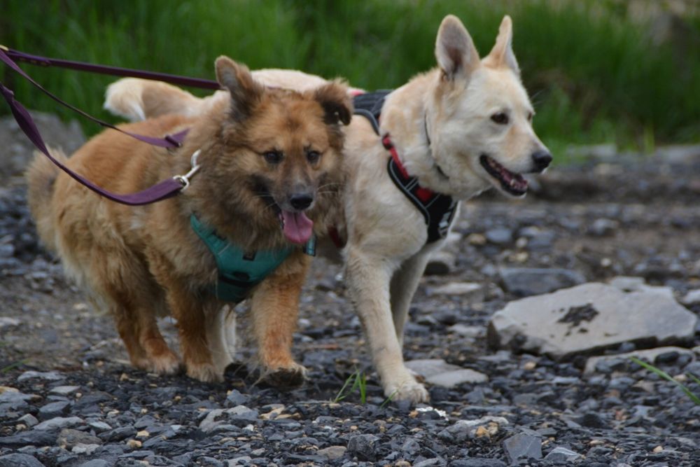 Puchaty beżowy pies w typie samoyeda i eurasiera szuka domku