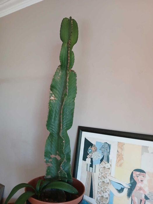 Vendo cactos aloe vera, candelabro e monsteras