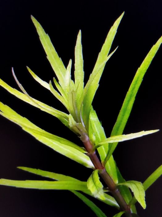 Pogostemon Yatabeanus sadzonka