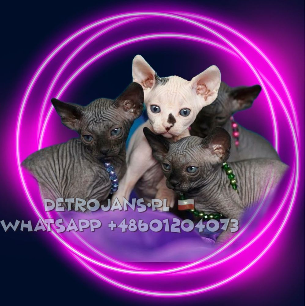P/Adopcja‼️Czarna_ i_Niebieska Przepiekna Kotka •szuka domku Wwa Śląsk