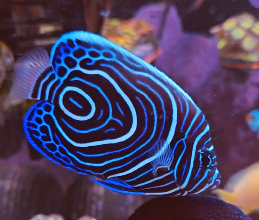 Pomacanthus imperator, Peixe de água salgada