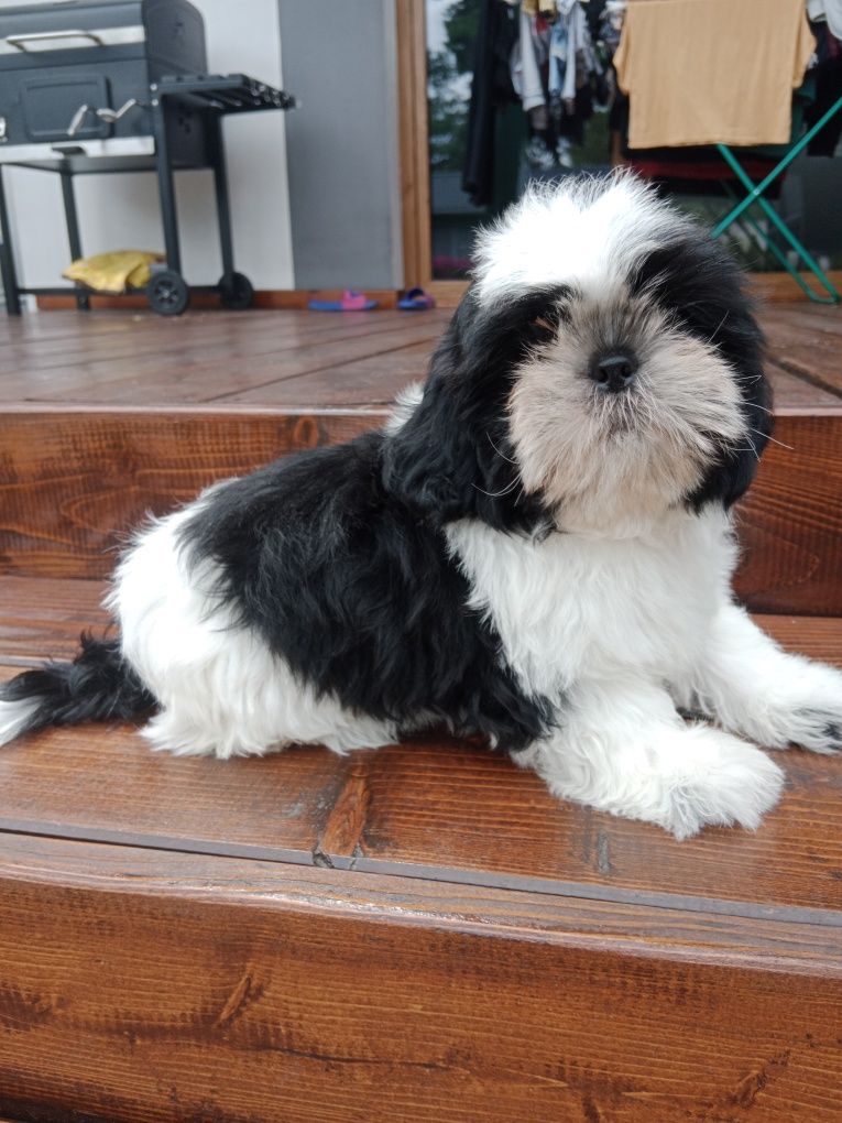 Śliczny piesek Shih Tzu