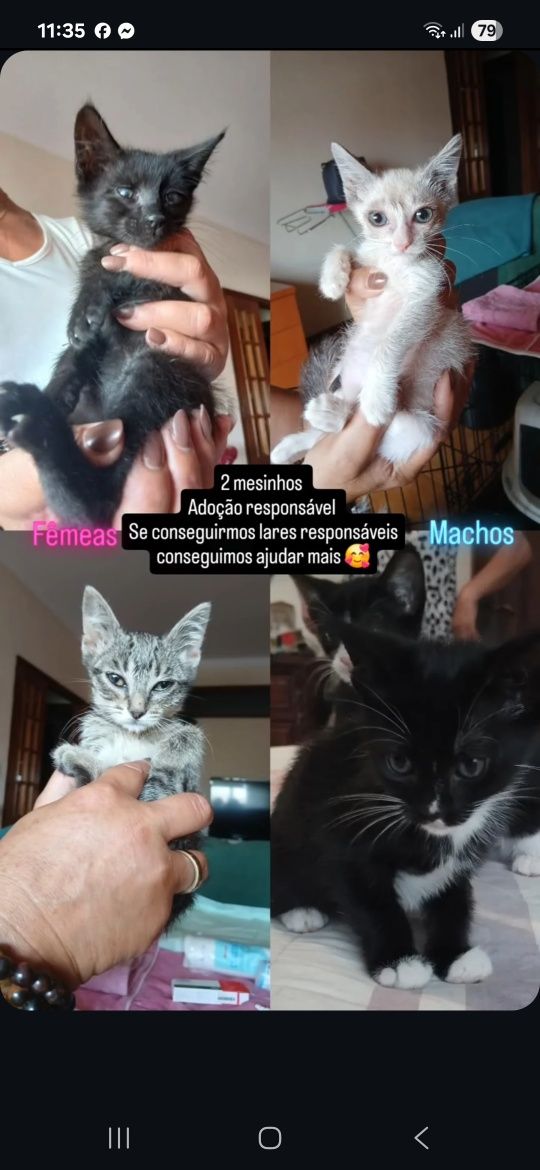 Adoção responsável