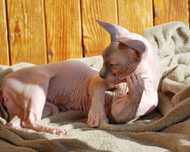 Киця дівчинка sphynx BAMBINO