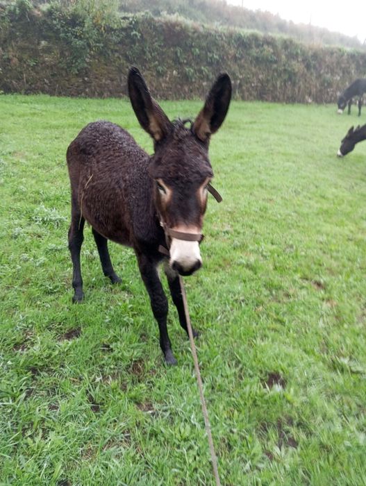 Vendo burro Inteiro