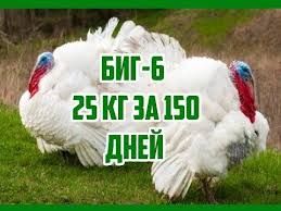 Індичата добові бройлерні тяжкого кросу БІГ-6 та Хайбрід. Одеса