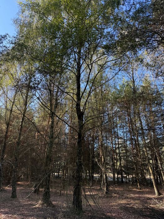 Sprzedam działkę leśną i do zalesienia 13022 m2