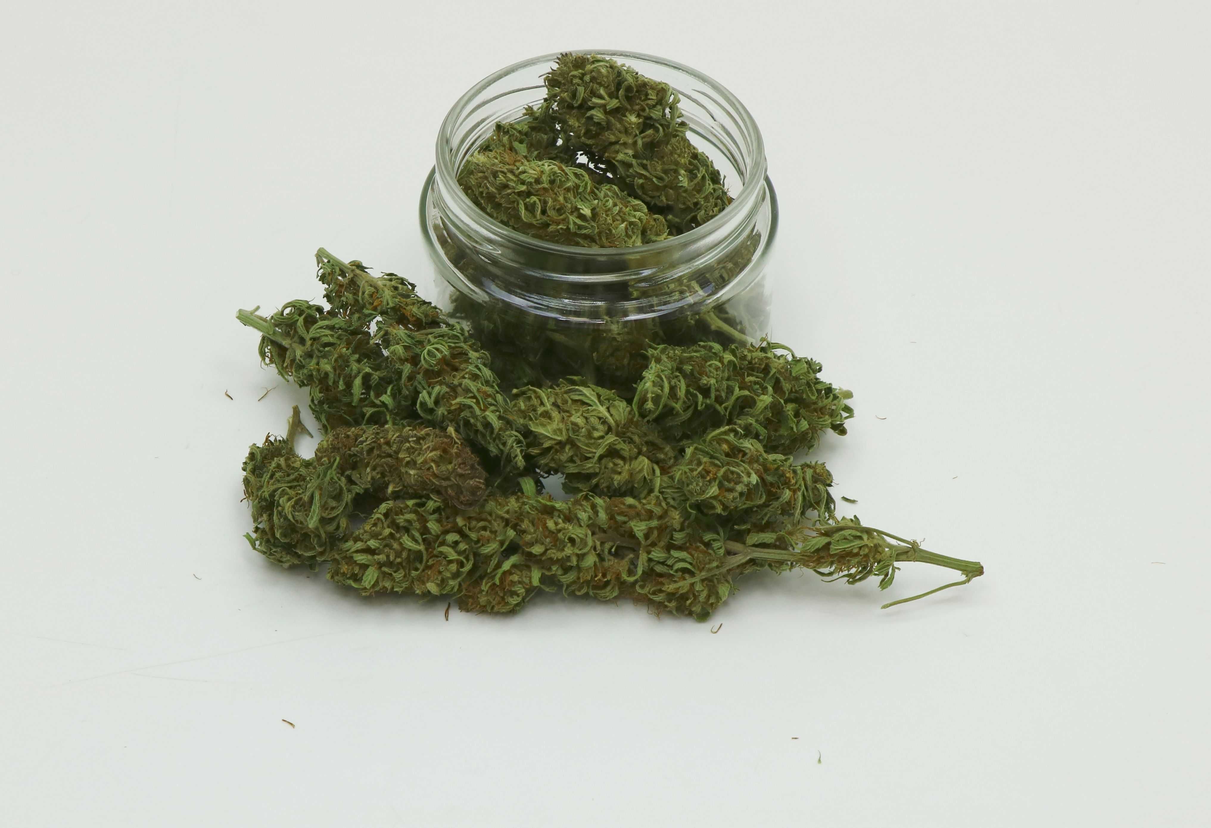 Susz konopi CBD do waporyzacji Kompolti jasny fenotyp 20g 4,5%