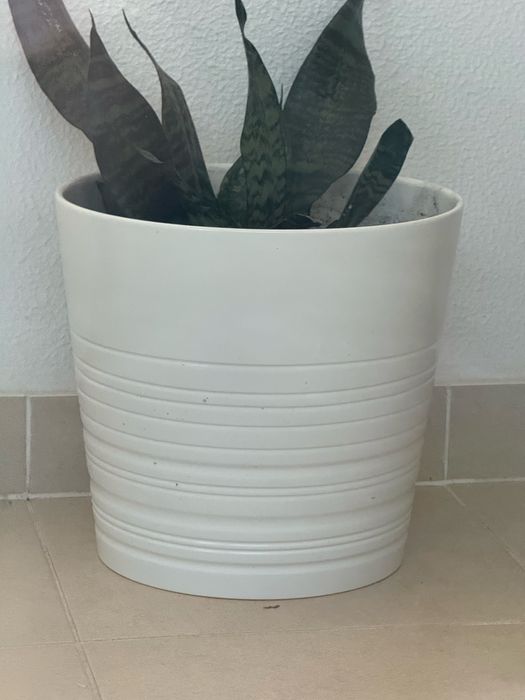 Vasos 32 cm cada