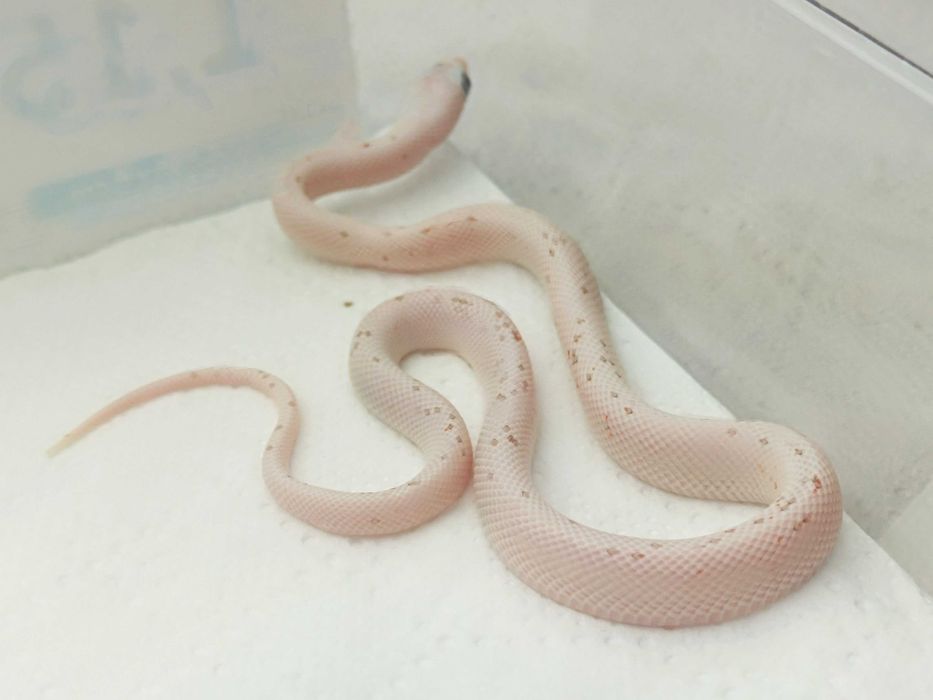 Wąż zbożowy odmiany Palmetto ph66%charcoal, amel / Idealny na początek