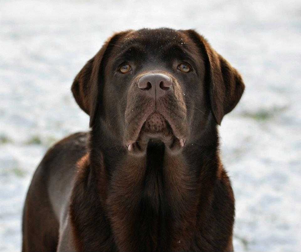 Labrador Retriever szczenie z rodowodem ZKwP, FCI Badania Genetyczne