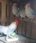 Ovos de Legorn Isabella