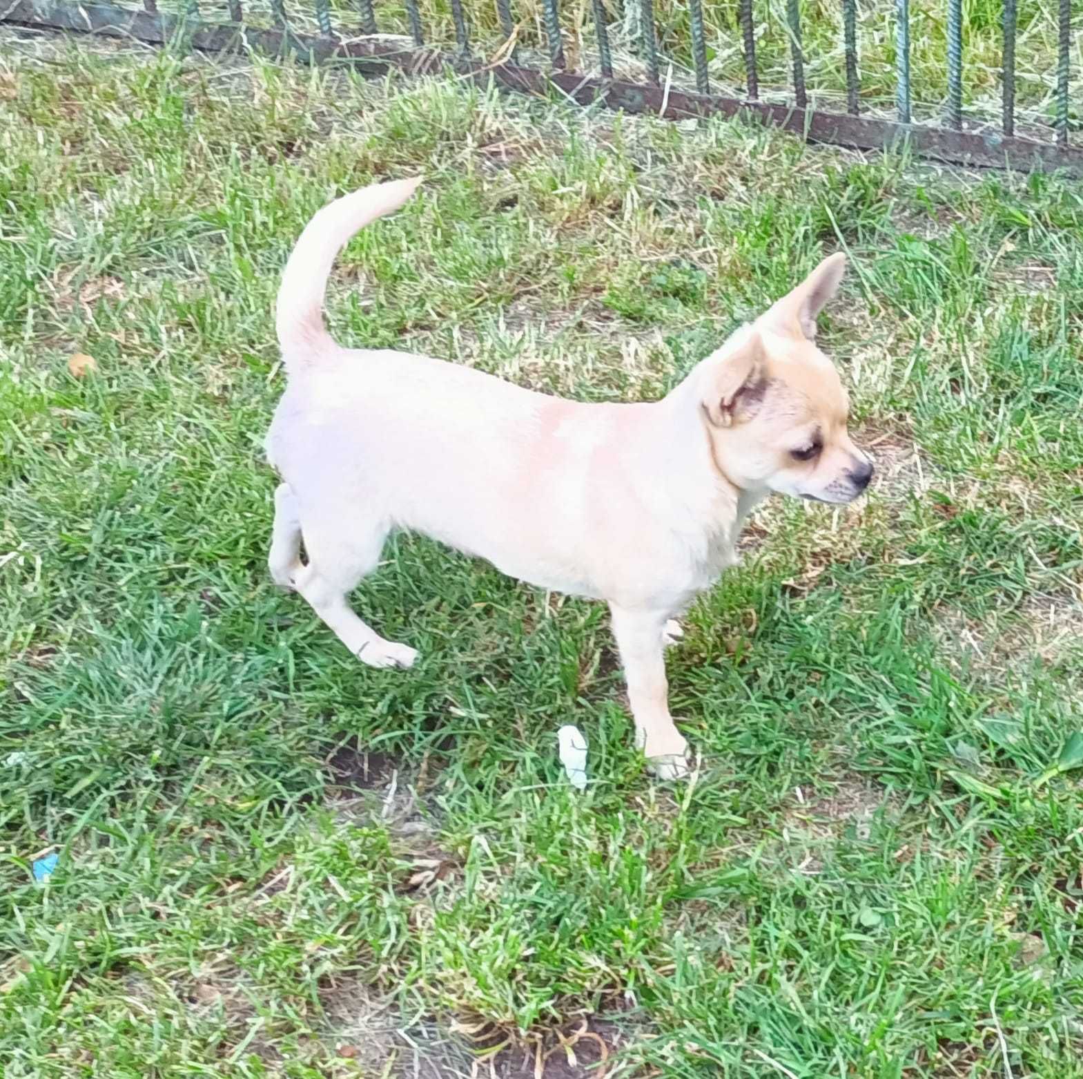 Chihuahua krótkowłosy odchowany śliczny chłopiec czeka na nowy dom!