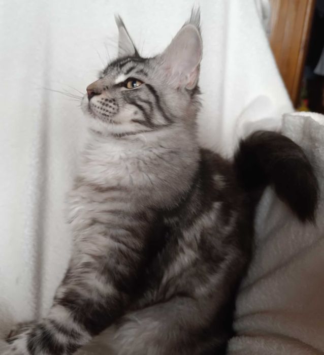 Bailey Kocurek Maine Coon Srebrny Klasycznie Pręgowany