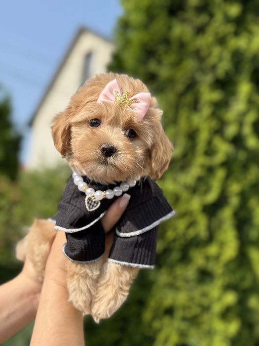 Красуні дівчаткк мальтипу ф1