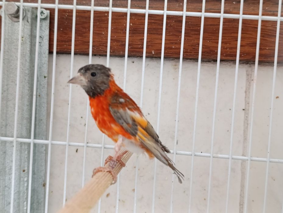 Cedência de cardinalitos