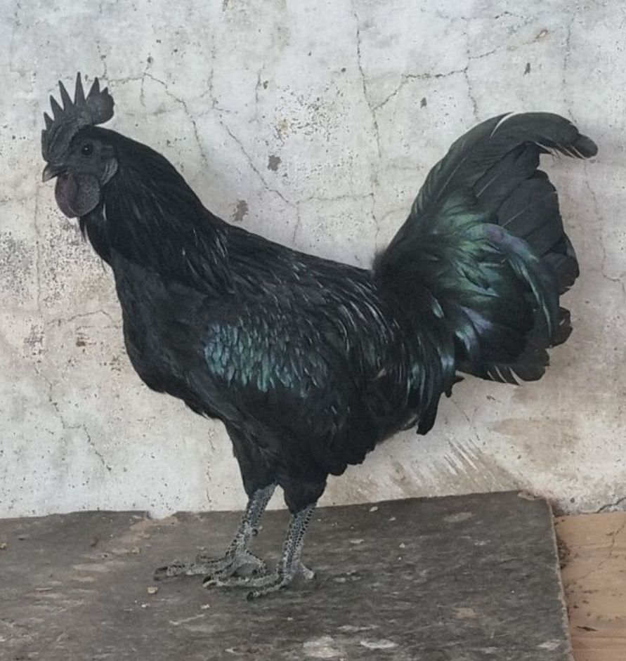 Ovos Ayam Cemani 4€/ovo