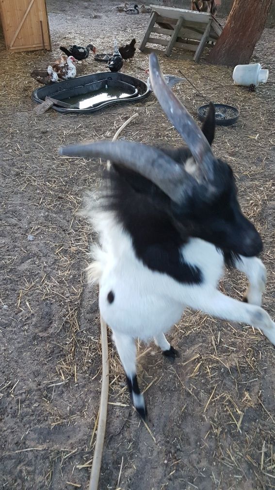Vende-se cabras anãs