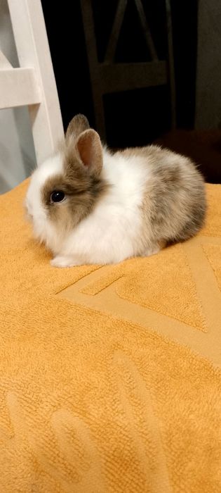 Króliczki miniaturki