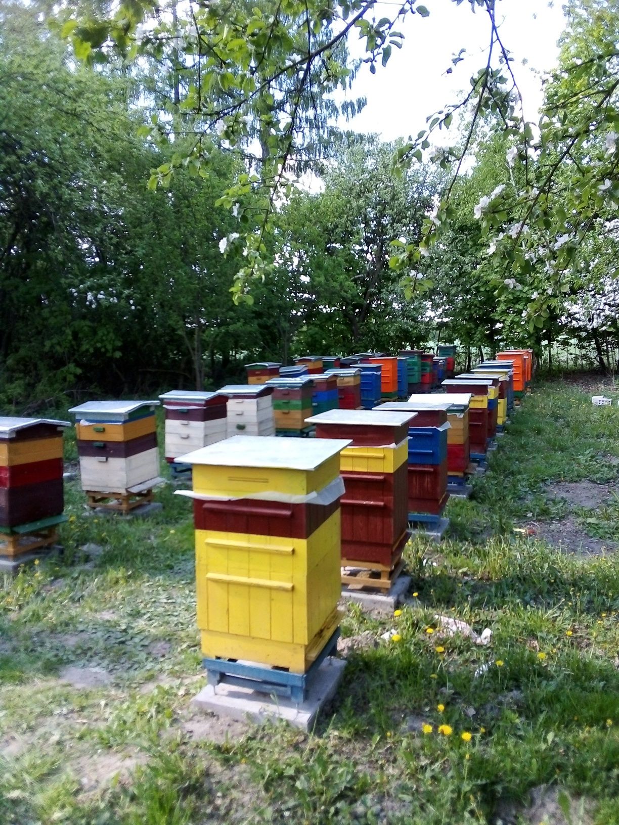 Sprzedam przezimowane pszczoły