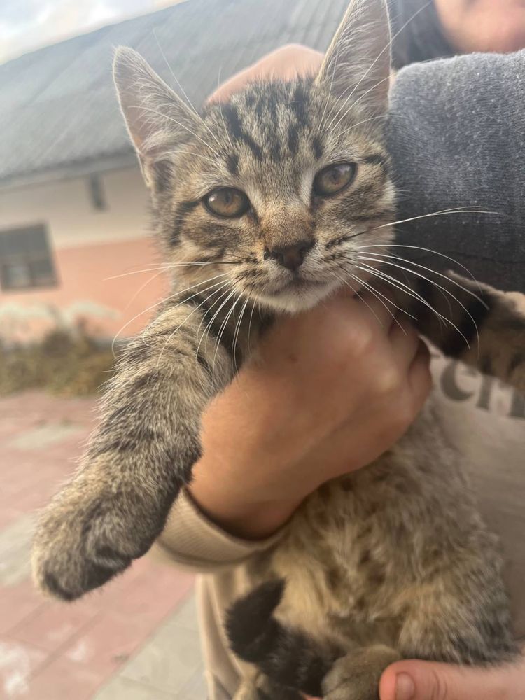 Котики в добрі руки БЕЗКОШТОВНО