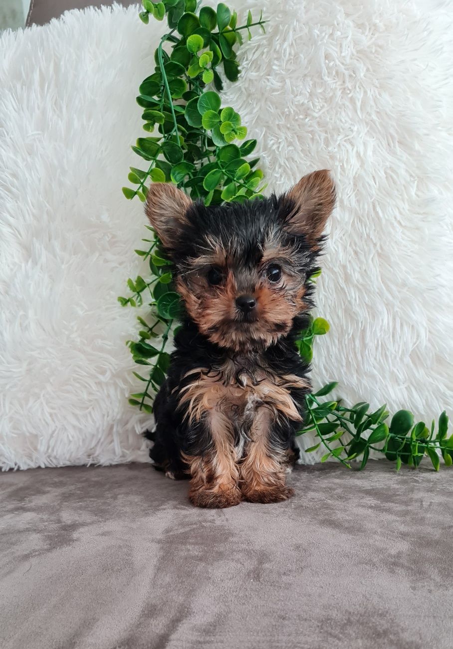 Yorkshire Terrier, mini, top