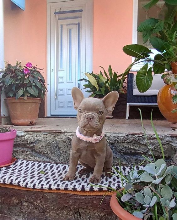 Bulldogue Francês femea