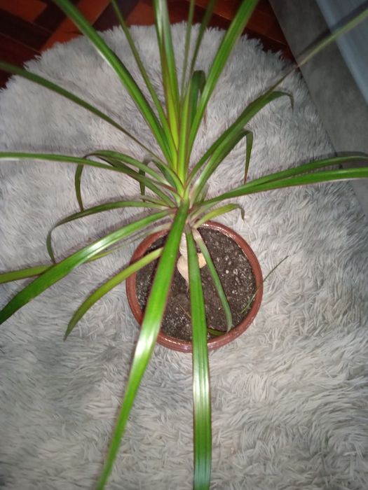 Драцена.   пальмочка