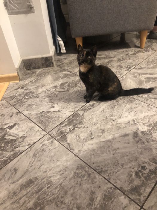 Maly błękitny kotek