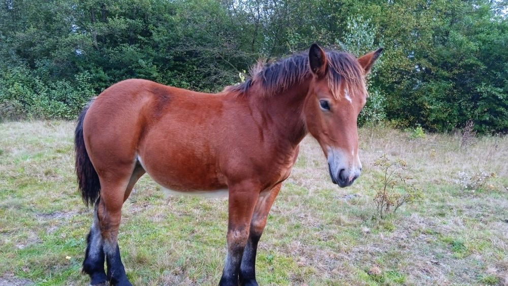 Sprzedam kobyłę - 6 miesięcy