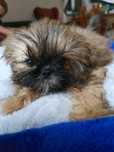 Szczeniak shih tzu gotowy do odbioru