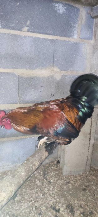 Galos bonitos de várias raças