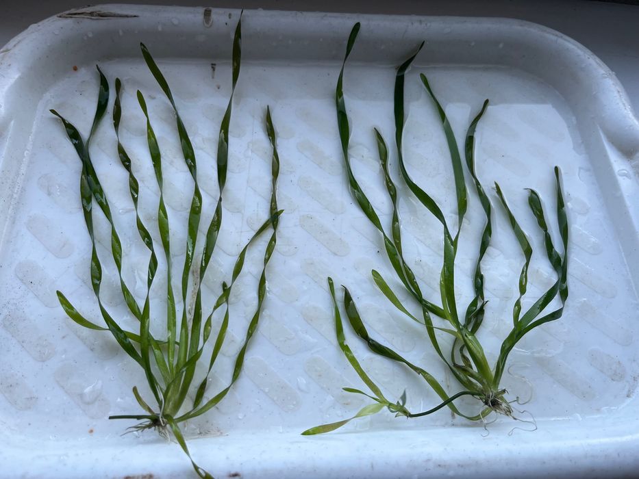 Валлиснерия спиральная.Аквариумные растения.Валиснерия.Водоросли.