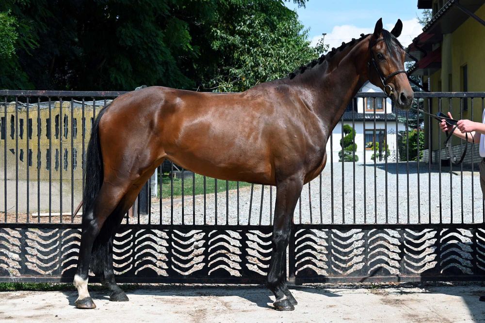 Gniada klacz wlkp po hol. / zaźrebiona