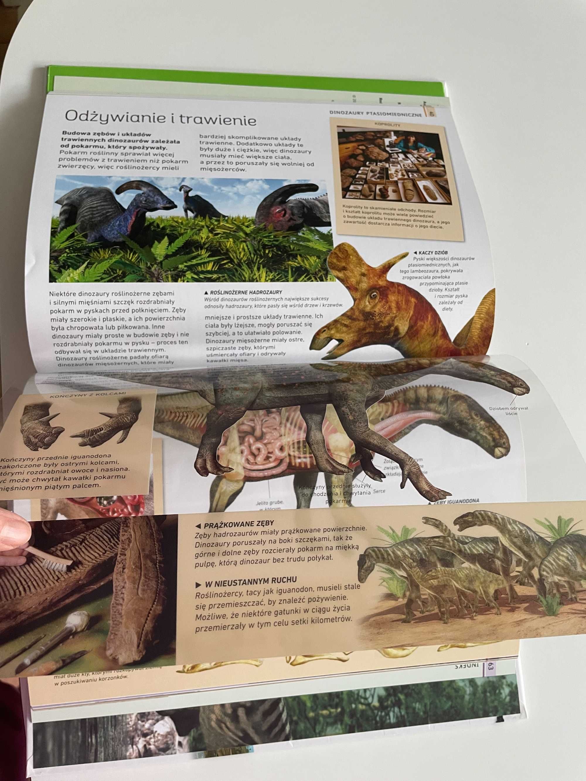 Fakty i ciekawostki - Dinozaury - 2 plakaty i 5 foliowych stron
