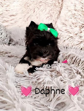 Urokliwa, malutka niunia DAPHNE, czarna sunia Yorkshire Terrier Black