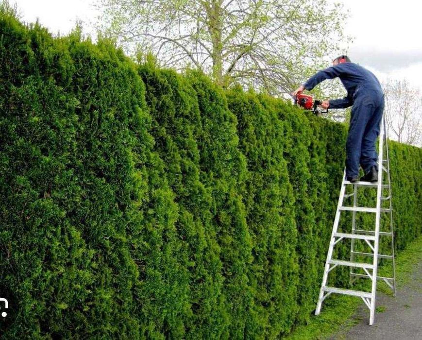 Przycinanie tui, przycinanie drzew, wycinka drzew, wywóz masy zielonej