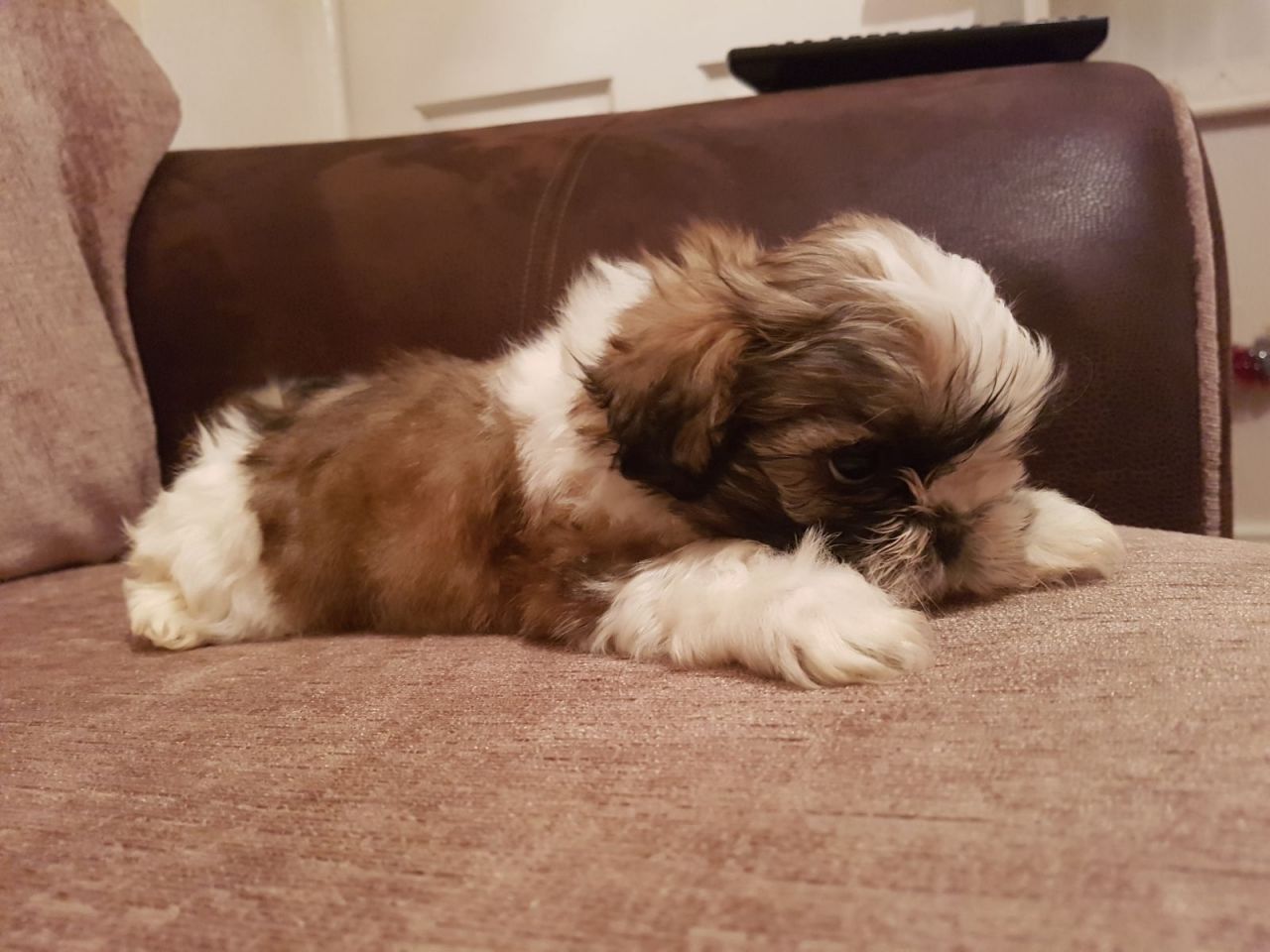 Shih tzu MINI tricolor 2mies chip paszport