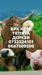 Бички Телички телята на відгодівлю