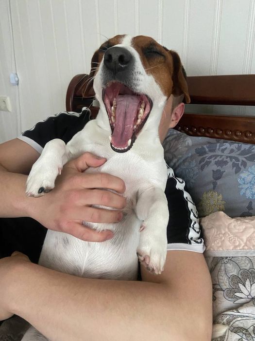 Вязка Чистокровний Джек Рассел Терьер